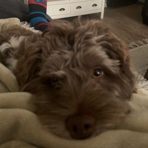 Meet your Posher, Dwayne